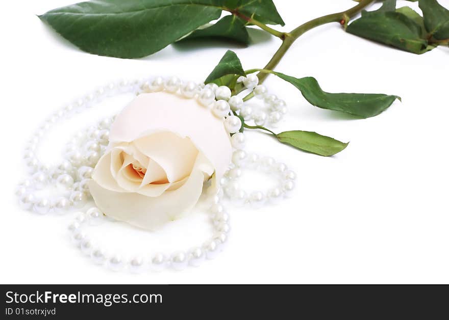 Romantic background with rose and pearl on white