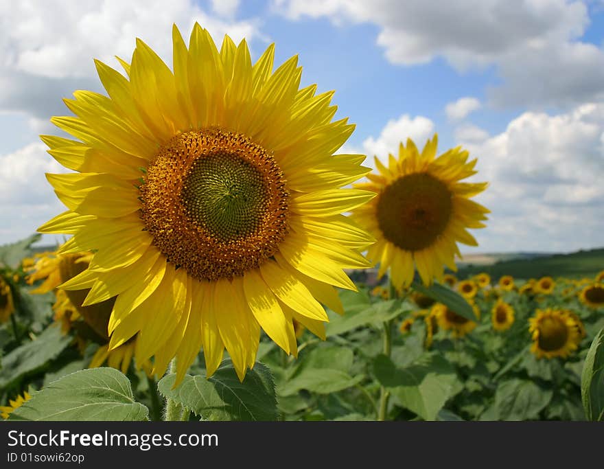 Sunflower2