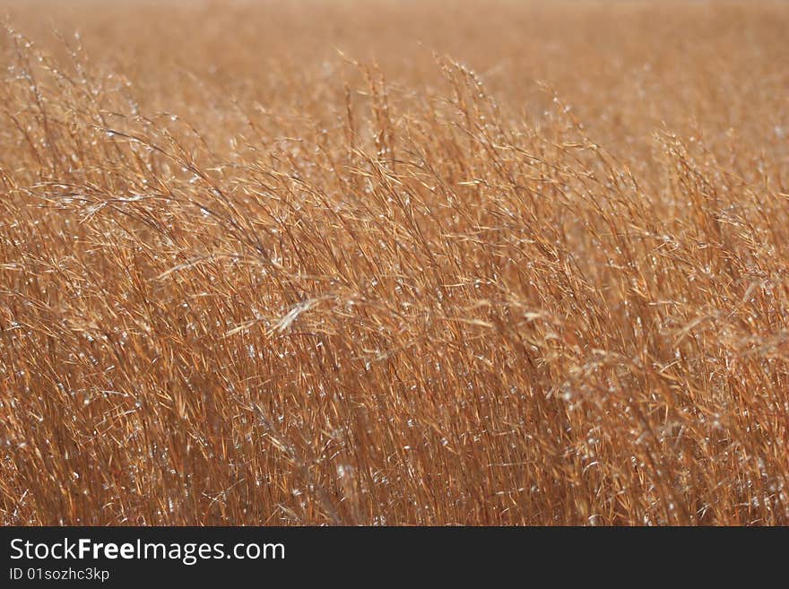 Golden grass waving in the wind. Golden grass waving in the wind