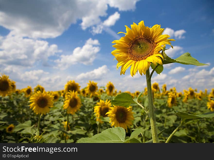 Blosom sunflower in a field