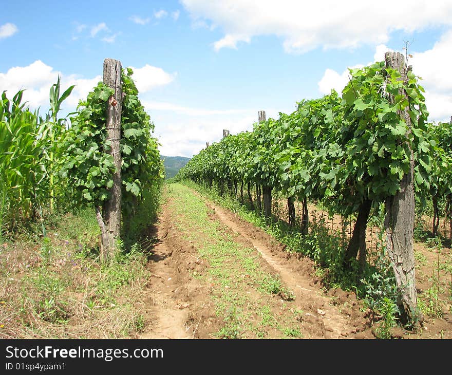 Serbia 
vineyard in summer season