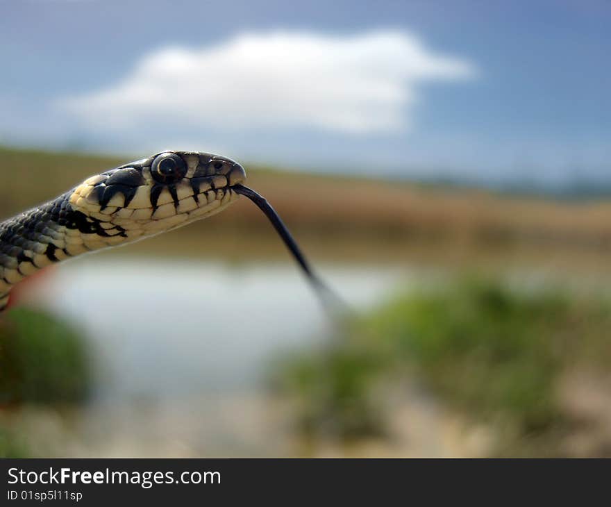 Grass Snake - Hunting