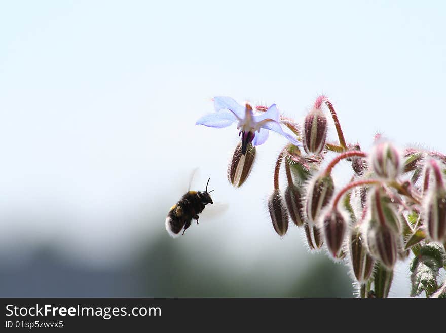 Bumblebee