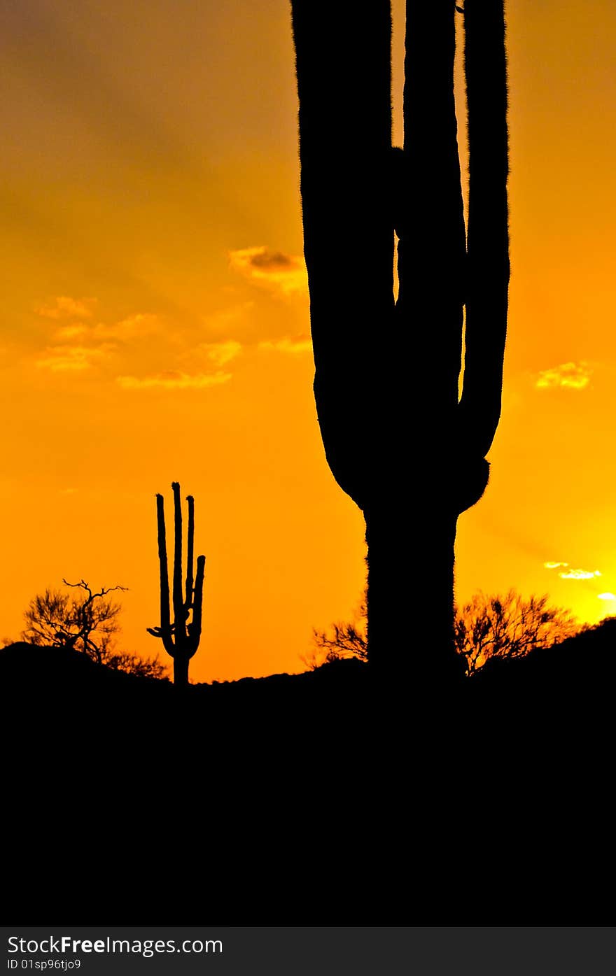 Saguaro Cactus