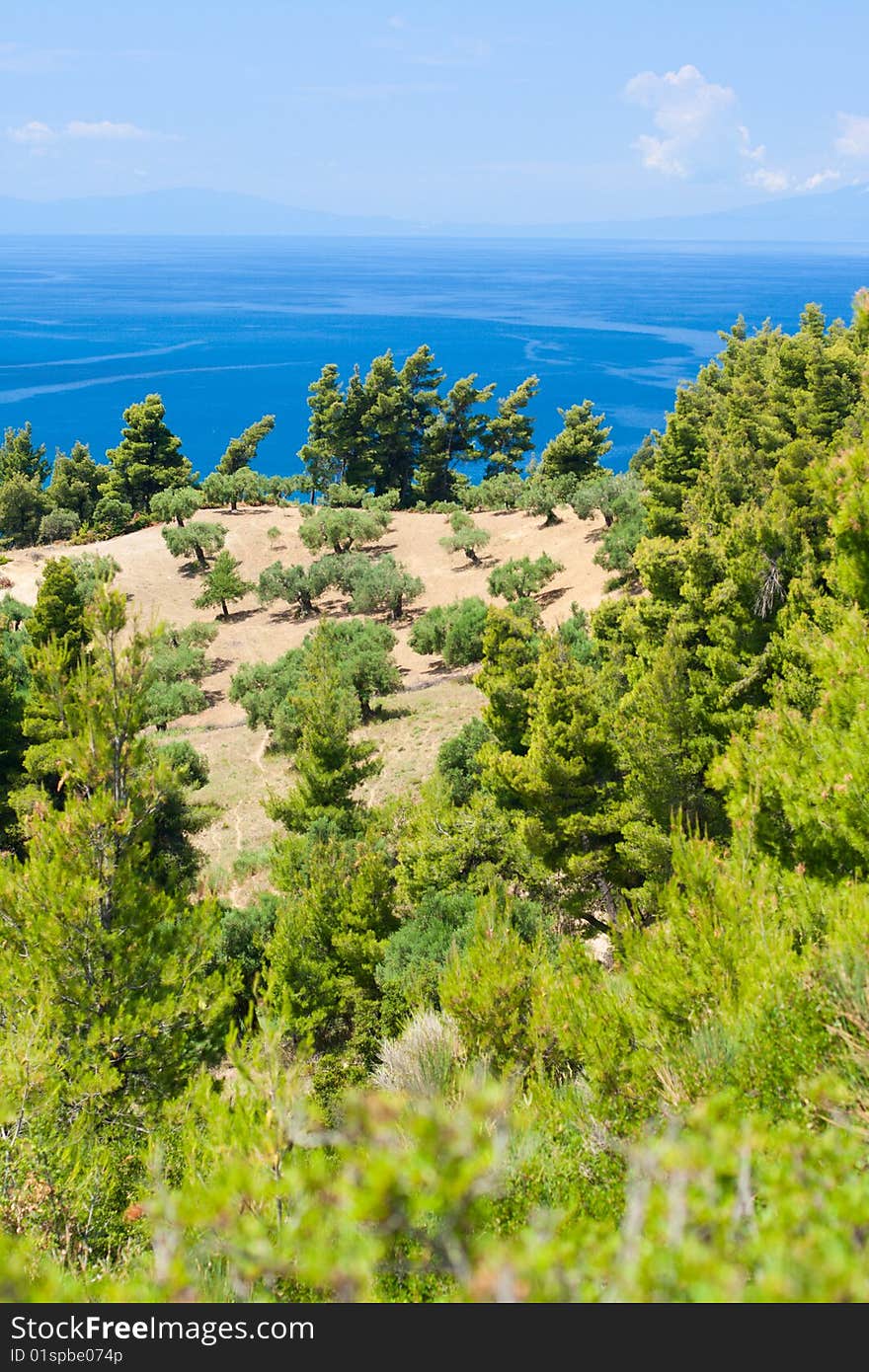 Olive Trees And Aegean Sea.