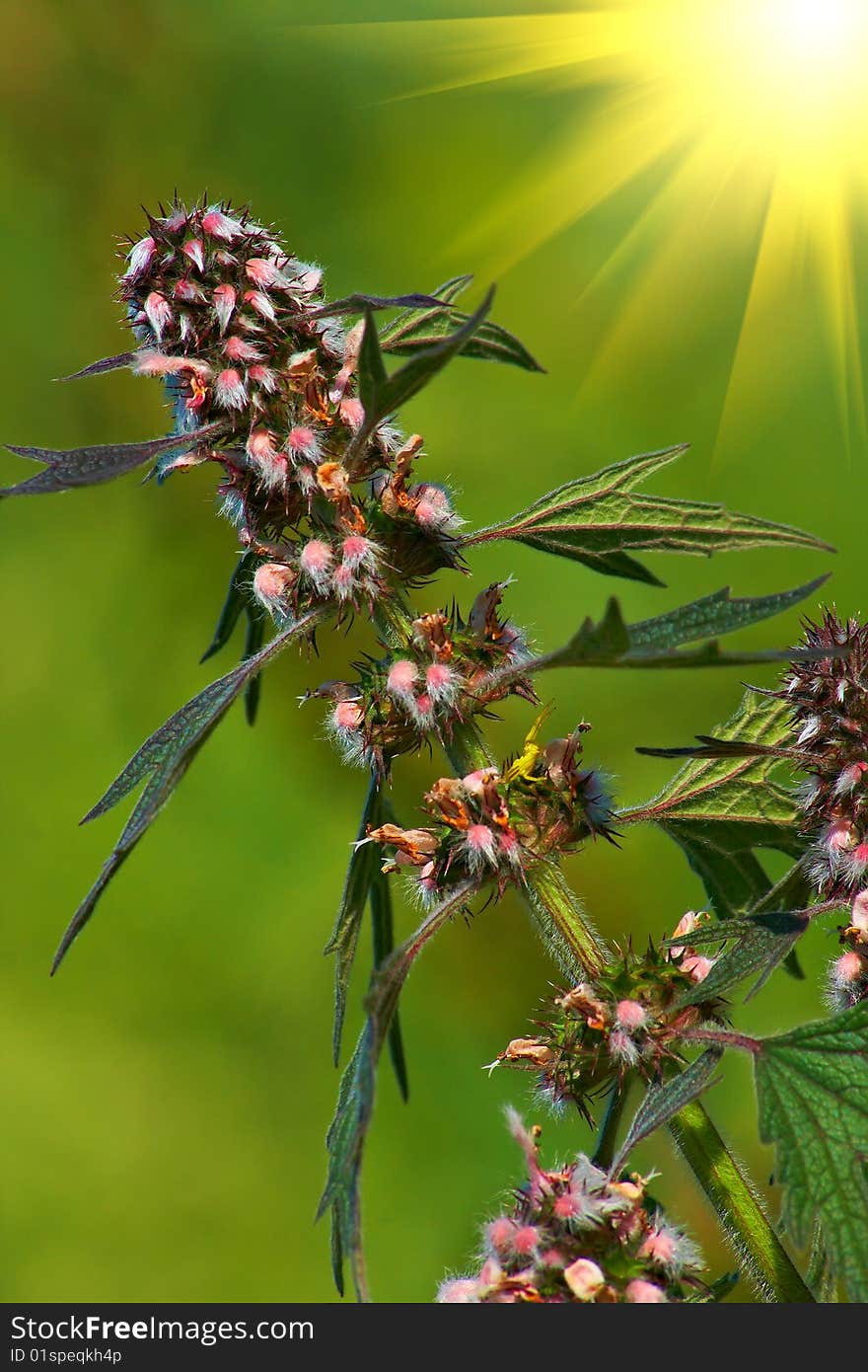 Field plant during flowering. Beautiful natural details.