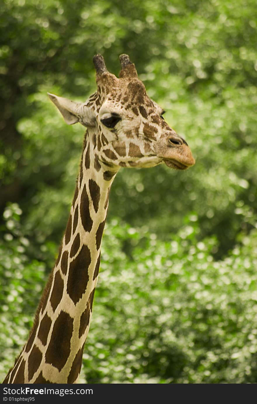 A 3/4 profile of a giraffe. A 3/4 profile of a giraffe.