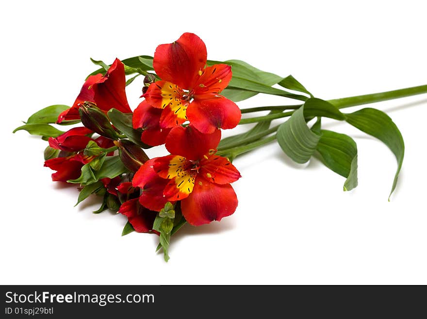 Red flowers isolated on white background