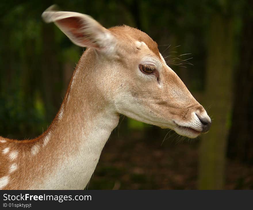 Roe deer portrait