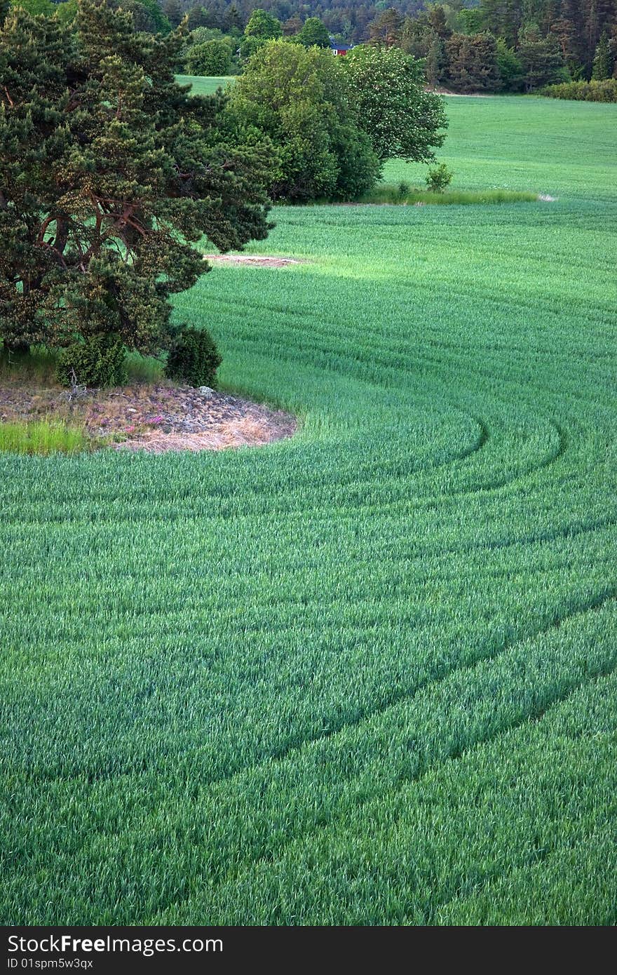 Green field