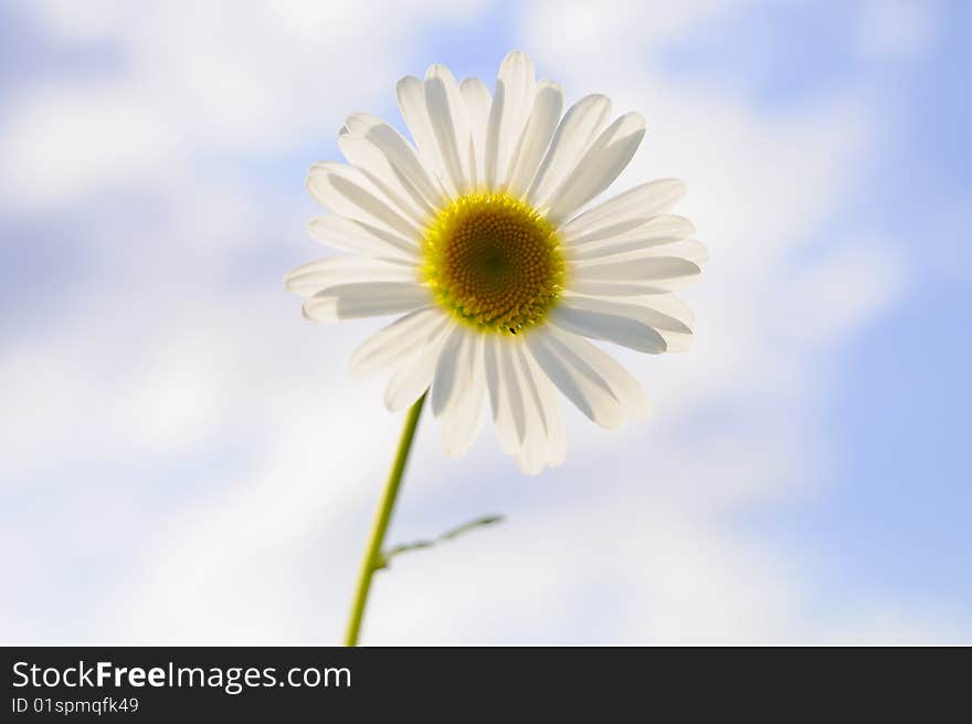 Daisy At Summer Day