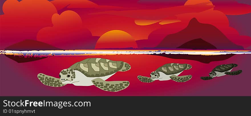 Three sea turtles swimming at a colorful sunset. Three sea turtles swimming at a colorful sunset