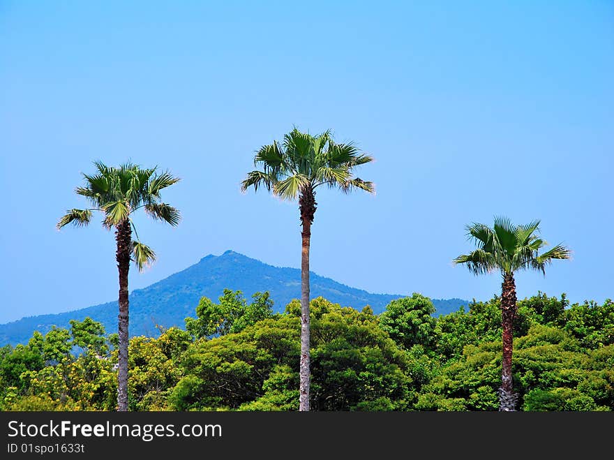 Tropical coconut trees with majestic mountain