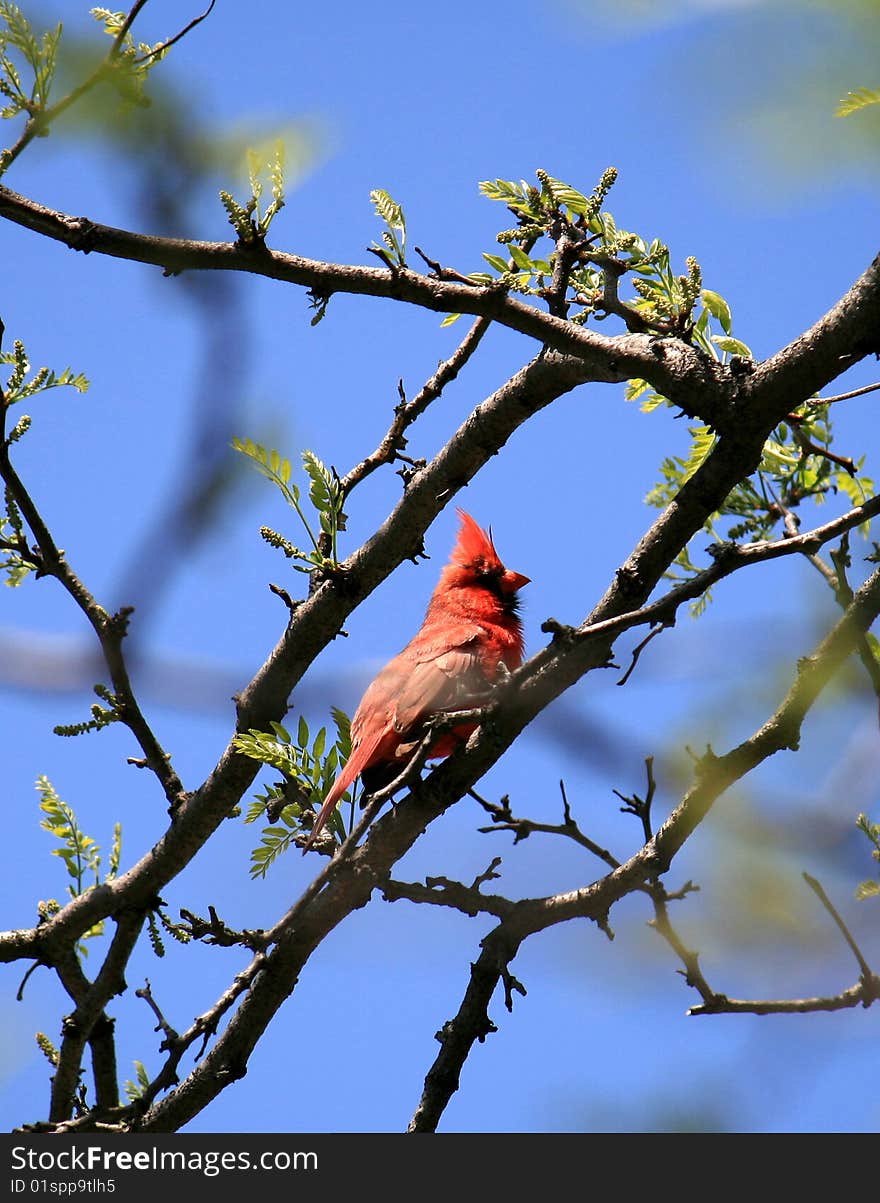 Cardinal Bird