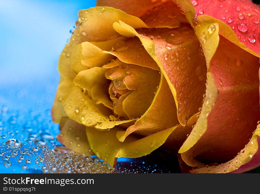 Yellow rose with water drops