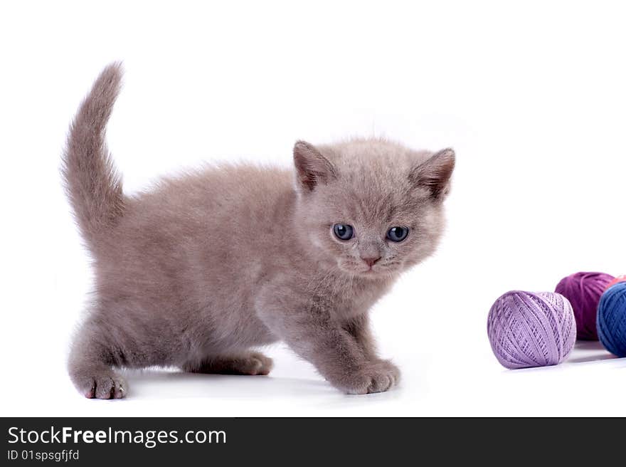 The kitten plays on a white background