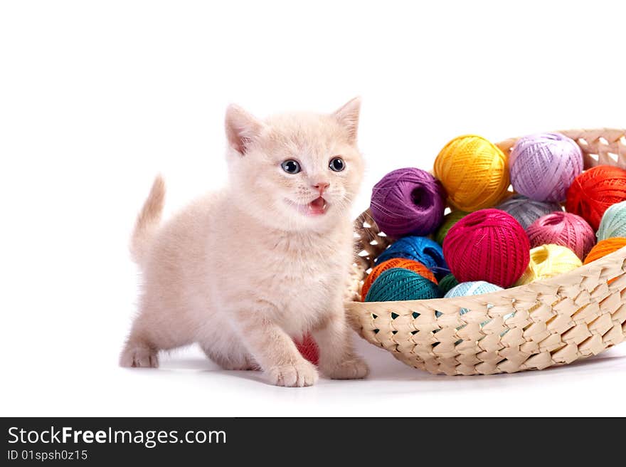 The kitten plays on a white background