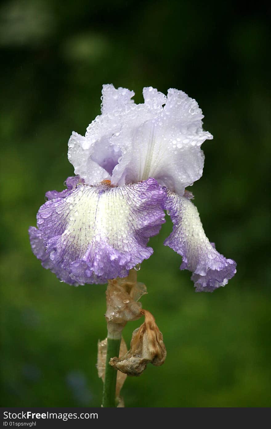 Iris after Rain