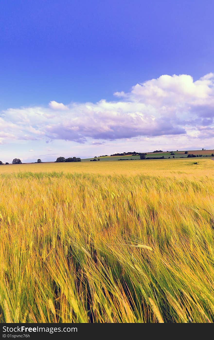 Wheat Field