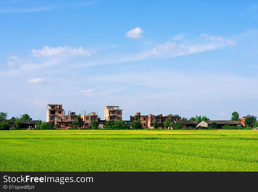 Paddyfield