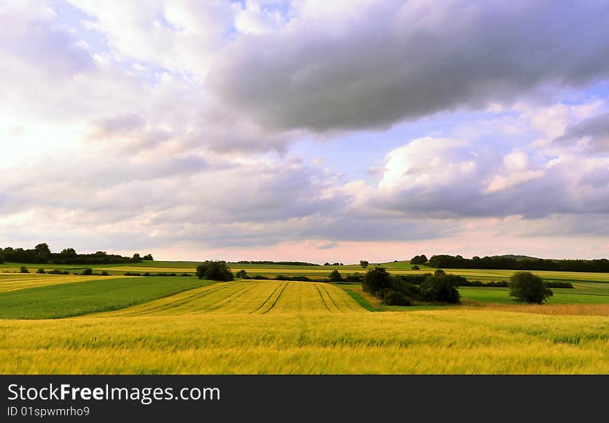 Wheat Field