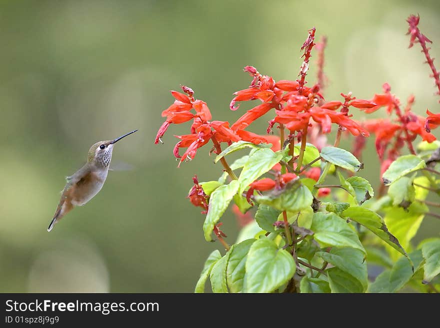 Hummingbird Feeds On A Flower.