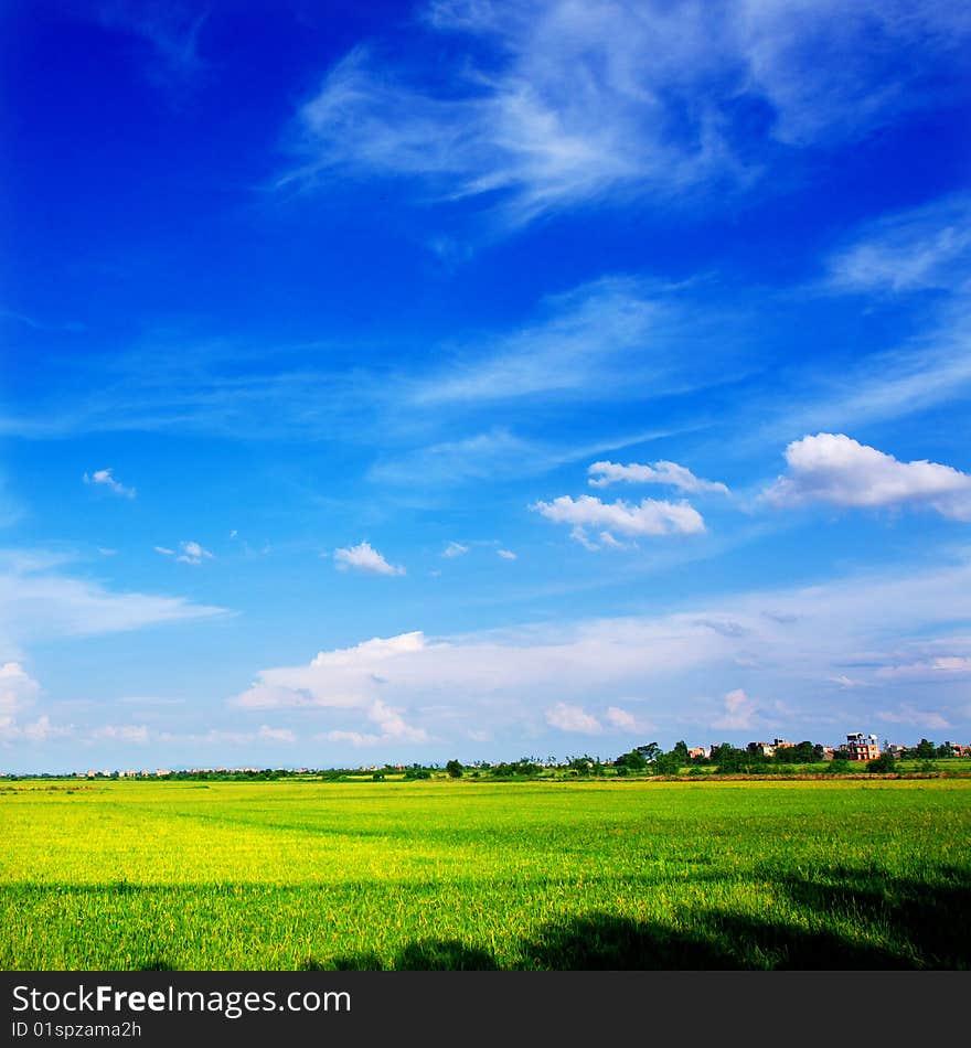 The beautiful field in summer. The beautiful field in summer