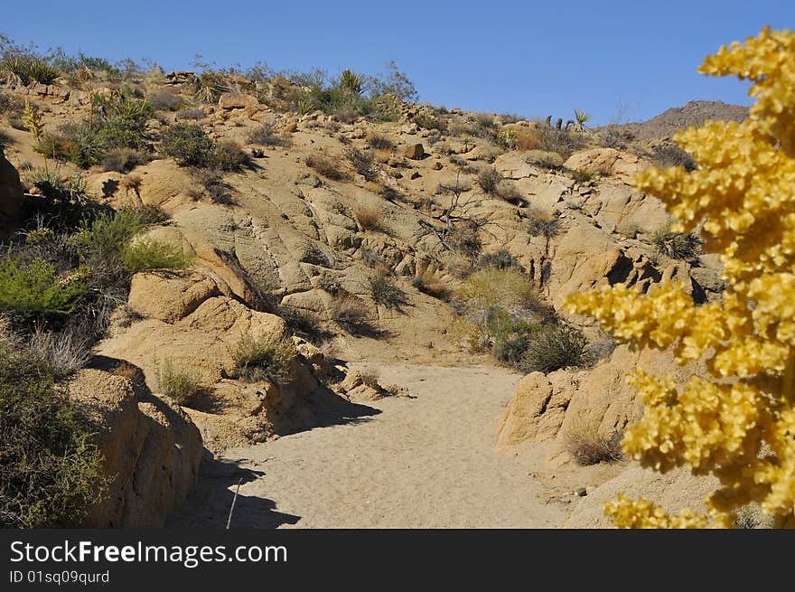 Desert River Bed At National Park