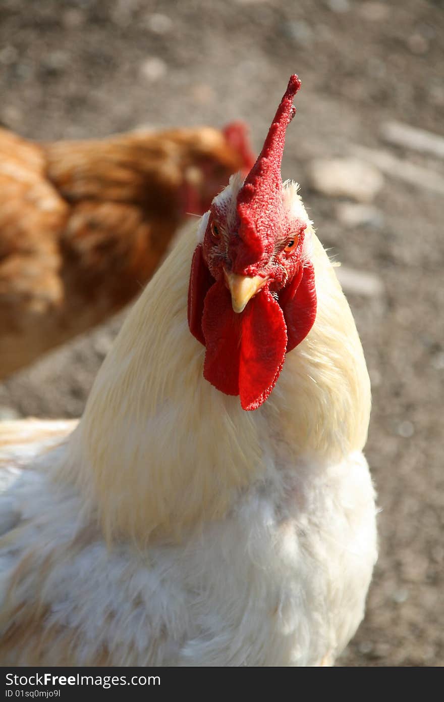 a proud cock,on the farm