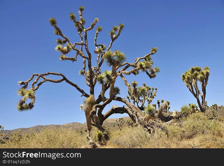 The Famous Joshua Tree in Joshua Tree National Park, California. The Famous Joshua Tree in Joshua Tree National Park, California