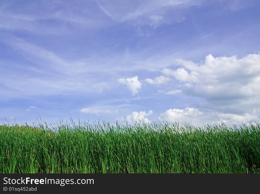 Grass field and blue sky