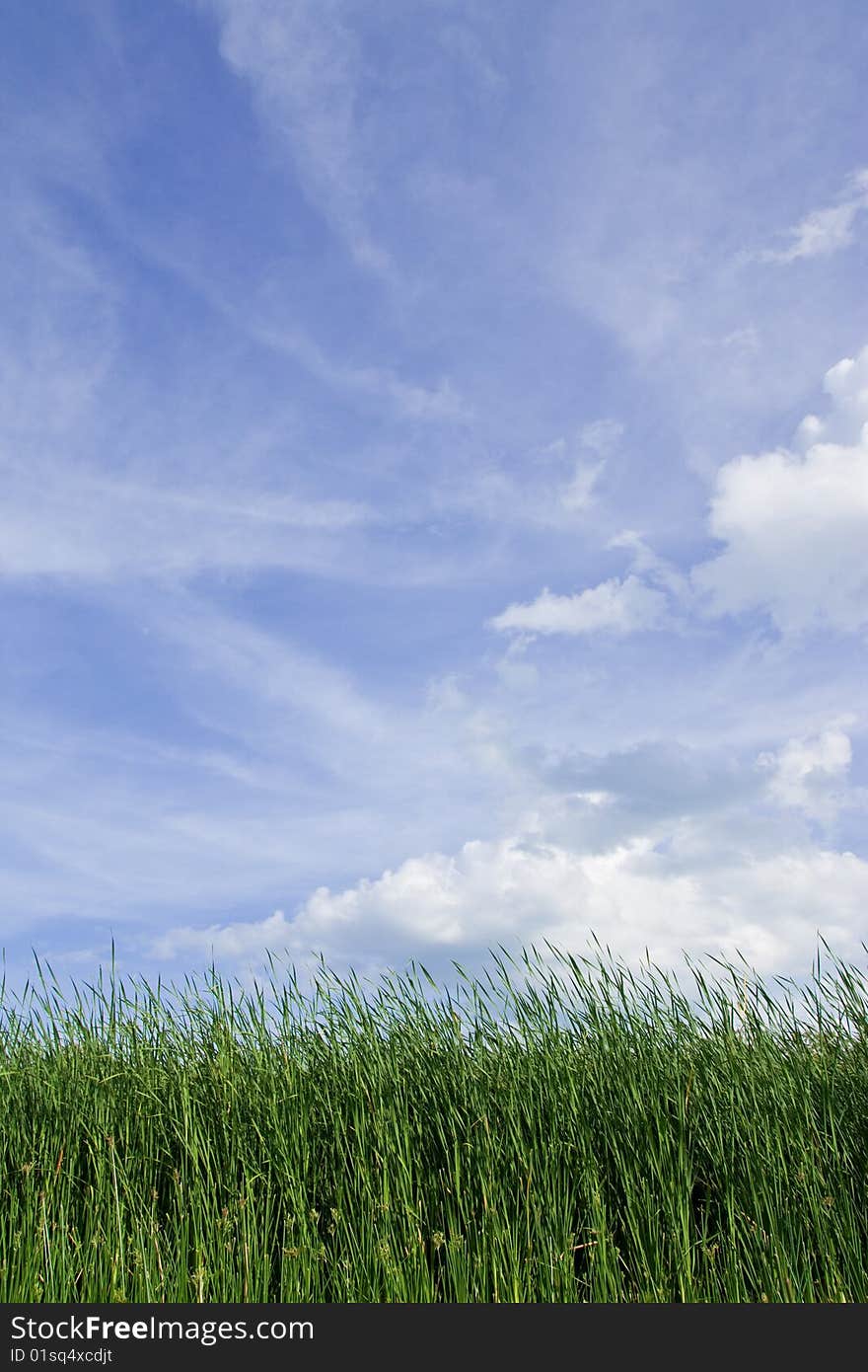 Grass field and blue sky