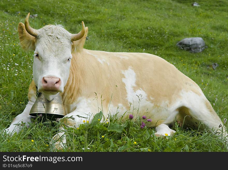 Brown and white cow in mountain pasture