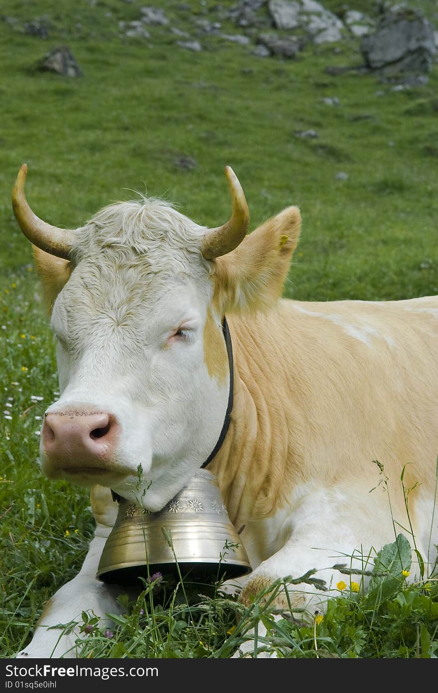 Contented brown and white cow in mountain pasture. Contented brown and white cow in mountain pasture