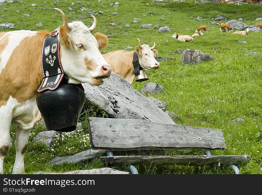 Brown and white cow in mountain pasture