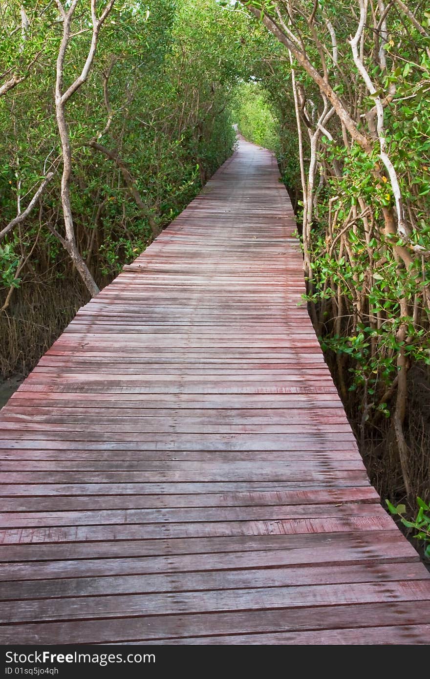 Mangrove forest in Petchaburi province, Thailand. Mangrove forest in Petchaburi province, Thailand