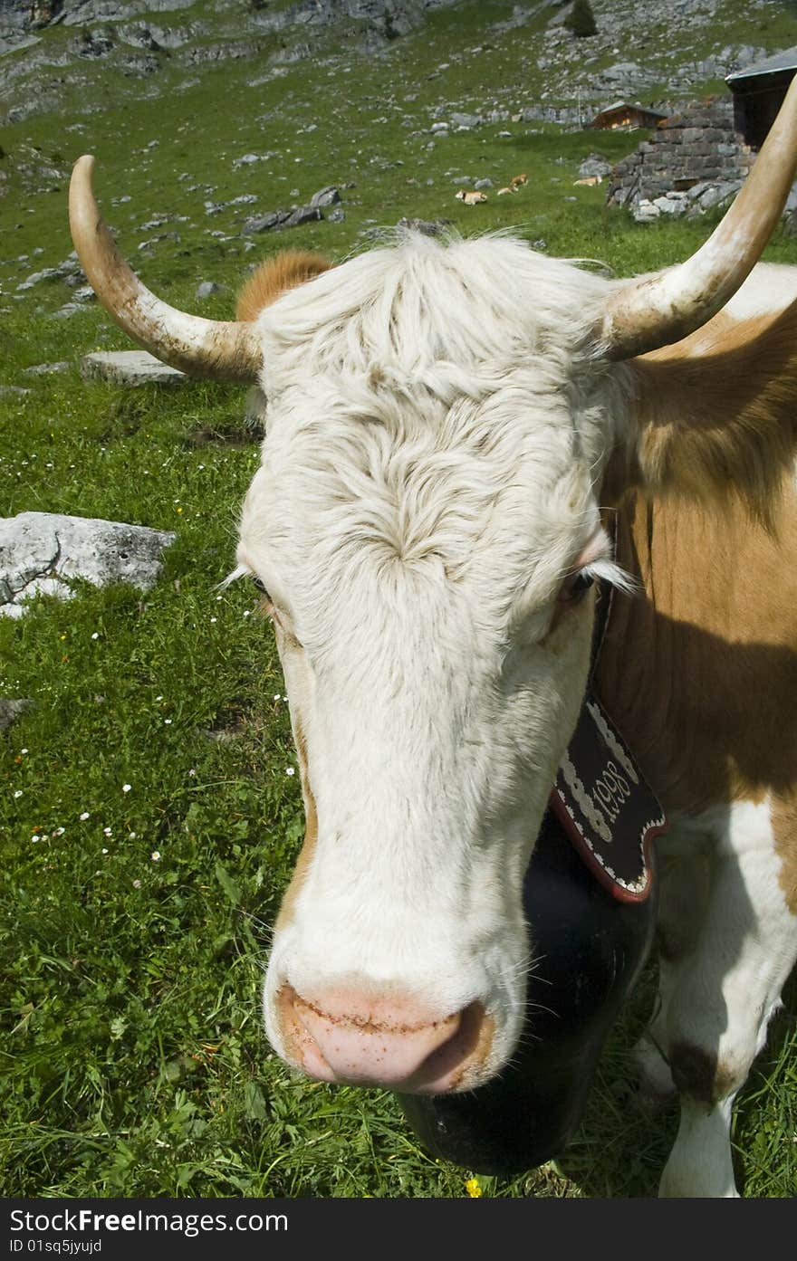 Contented brown and white cow in mountain pasture. Contented brown and white cow in mountain pasture