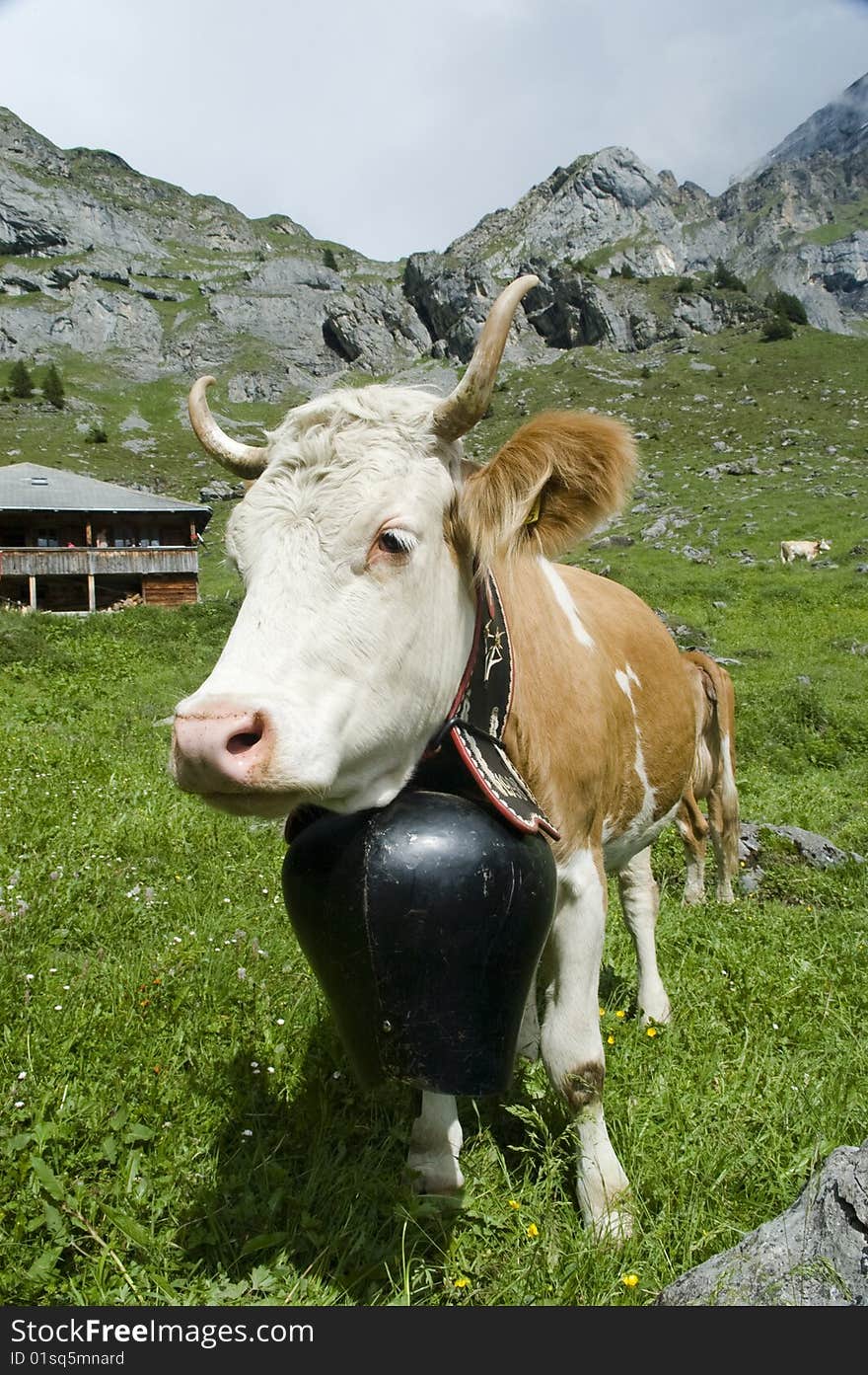 Brown and white cow in mountain pasture