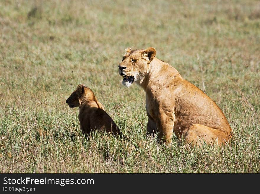 Lioness and Cub in Ngorongoro