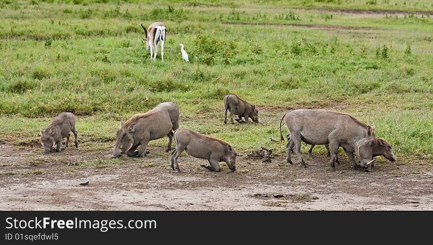 Warthog family grazing in Ngorongoro Conservation Area, Tanzania. Warthog family grazing in Ngorongoro Conservation Area, Tanzania.