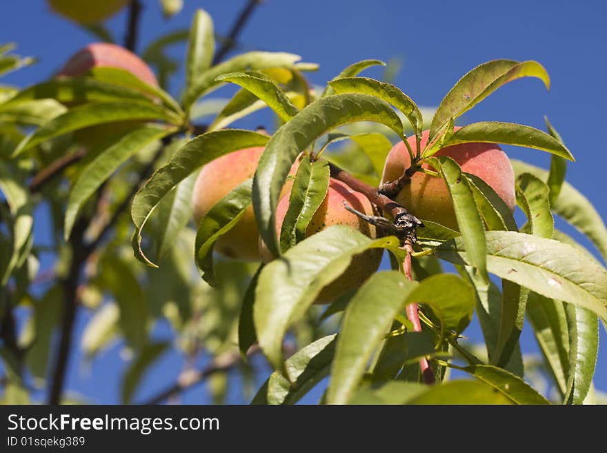 Fresh peach