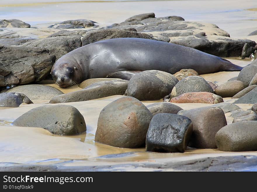 Fur Seal Napping