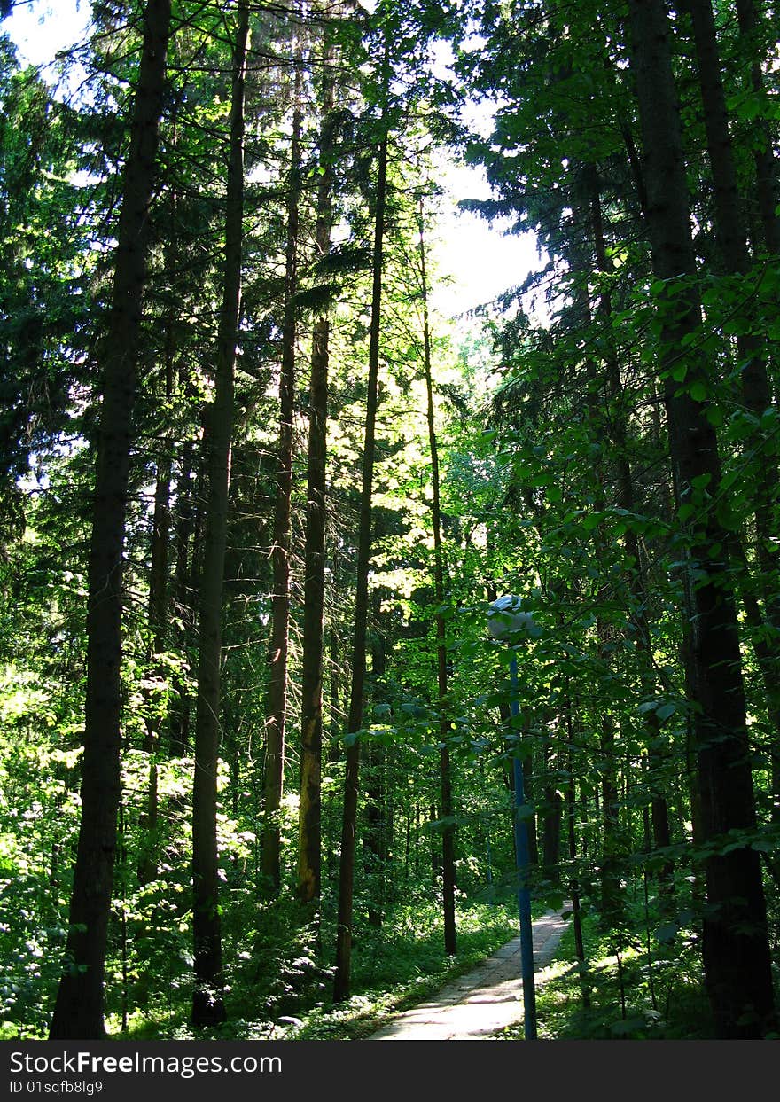 Timber park in suburb Moscow