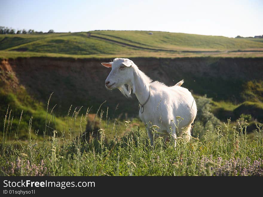 Goat on the green field