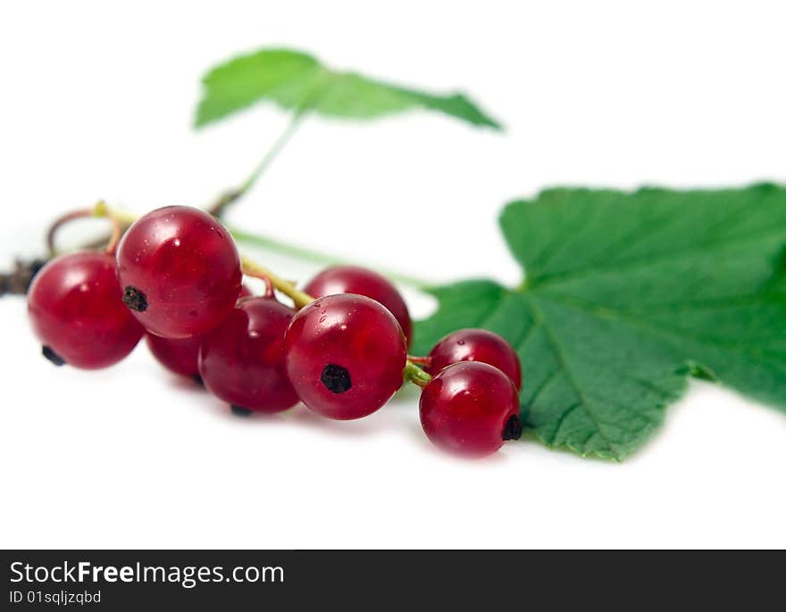 Juicy Currant