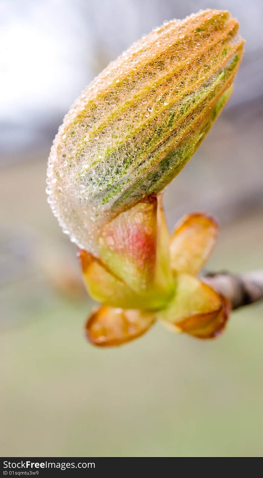 Macro of tree branch with bud