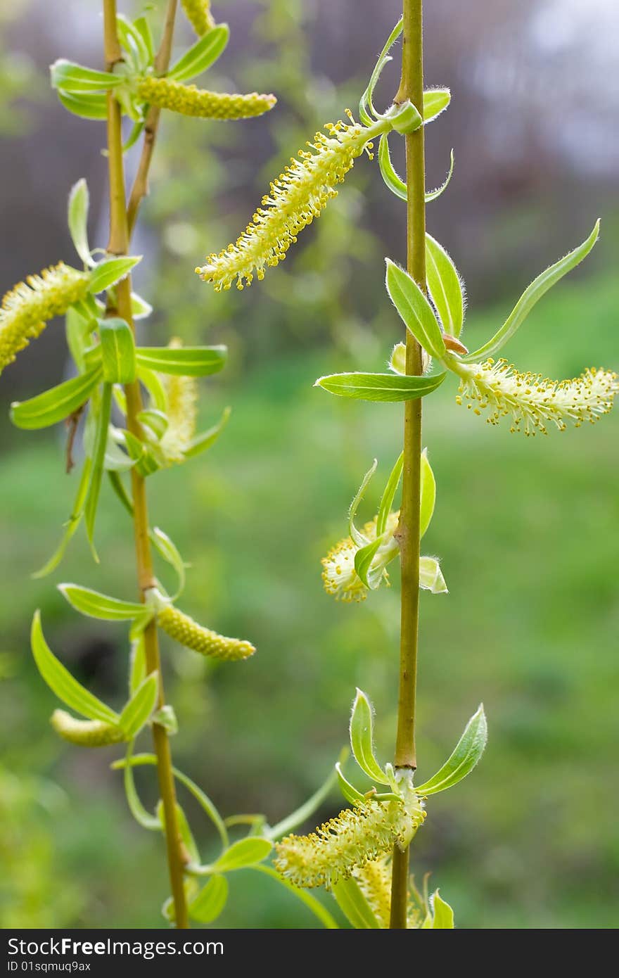 Fluffy yellow catkins