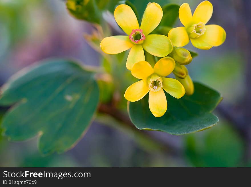 Beautiful yellow flowers summer background