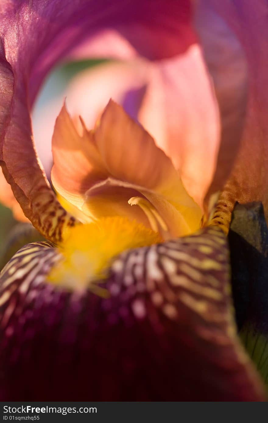 Beautiful violet iris closeup background