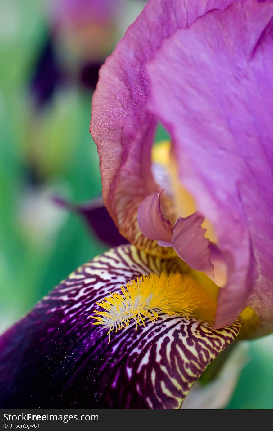 Beautiful violet iris closeup background